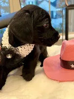 Bella Bear ❤️🐶❤️ small and sweet , a female Cavapoo for sale in Celina, TX – 10 of 10