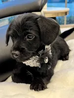 Bella Bear ❤️🐶❤️ small and sweet , a female Cavapoo for sale in Celina, TX – 9 of 10