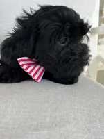 Sophia ❤️❤️❤️ , a female Cavapoo for sale in Celina, TX – 7 of 9