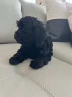 Athena   -  Tiny and fluffy - a special girl ❤️, a female Cavapoo for sale in Celina, TX – 2 of 10