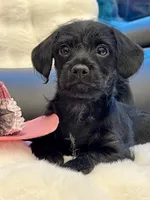 Bella Bear ❤️🐶❤️ small and sweet , a female Cavapoo for sale in Celina, TX – 8 of 10