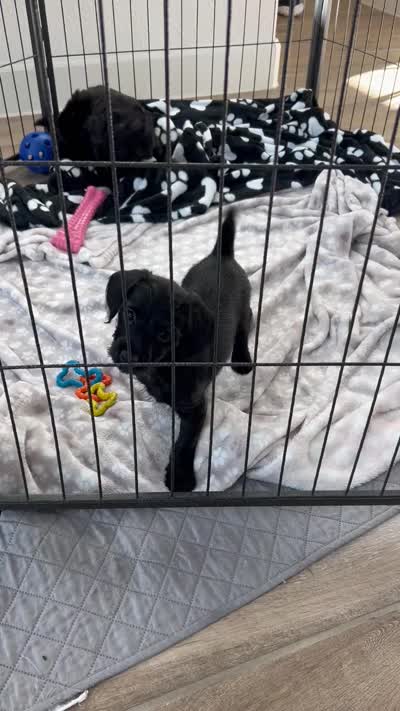 Bella Bear ❤️🐶❤️so special — small and sweet , a female Cavapoo for sale in Celina, TX – 9 of 9