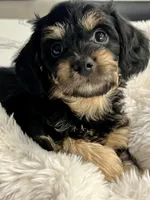 Rocky little man , a male Yorkipoo for sale in Celina, TX – 3 of 10