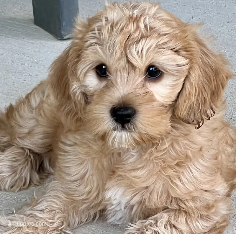 Latte   ❤️🐶❤️ VERY SPECIAL  she has an outstanding coat  – Cavapoo puppy for sale in Celina, TX