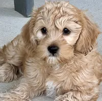 Latte   ❤️🐶❤️ VERY SPECIAL  she has an outstanding coat , a female Cavapoo for sale in Celina, TX – 1 of 8