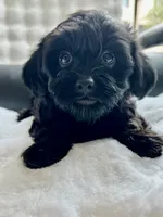 Ms. Sophie - love bug ❤️🐶❤️, a female Cavapoo for sale in Celina, TX – 6 of 9