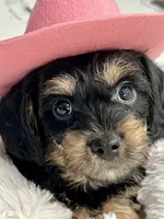 Rocky little man , a male Yorkipoo for sale in Celina, TX – 2 of 10