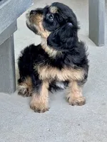 Rocky ❤️🐶❤️ what a looker …, a male Cavapoo for sale in Celina, TX – 4 of 10