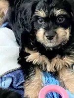 Zorro ❤️what a looker … a small and very handsome 🐶, a male Cavapoo for sale in Celina, TX – 2 of 10