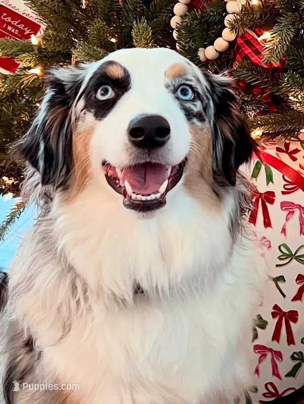 Tessa ❤️❤️❤️ AKC Champion - breeding rights  show quality – Australian Shepherd, Miniature Australian Shepherd puppy for sale in Celina, TX
