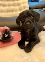 Bella Bear ❤️🐶❤️ small and sweet , a female Cavapoo for sale in Celina, TX – 2 of 10