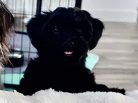 Sophia ❤️❤️❤️ , a female Cavapoo for sale in Celina, TX – 3 of 9
