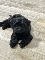 Sophia ❤️❤️❤️ , a female Cavapoo for sale in Celina, TX – 2 of 9