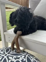 Sophia ❤️❤️❤️ , a female Cavapoo for sale in Celina, TX – 6 of 9