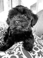 Athena   -  Tiny and fluffy - a special girl ❤️, a female Cavapoo for sale in Celina, TX – 3 of 10