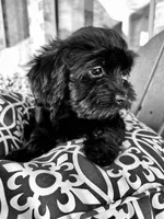 Athena   -  Tiny and fluffy - a special girl ❤️, a female Cavapoo for sale in Celina, TX – 8 of 10
