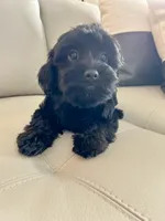 Athena   -  Tiny and fluffy - a special girl ❤️, a female Cavapoo for sale in Celina, TX – 4 of 10