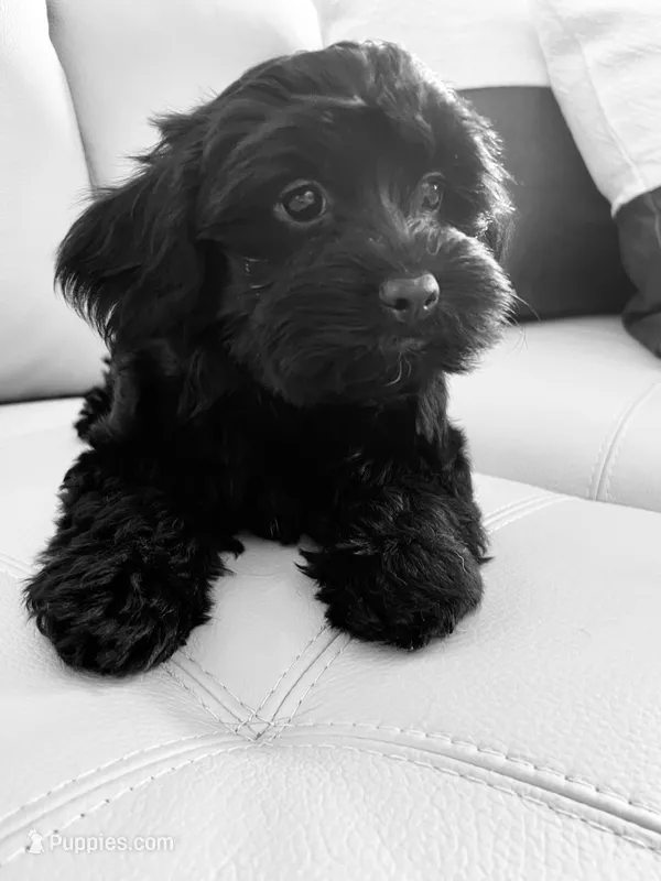 Athena   -  Tiny and fluffy - a special girl ❤️ – Cavapoo puppy for sale in Celina, TX