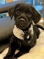 Bella Bear ❤️🐶❤️ small and sweet , a female Cavapoo for sale in Celina, TX – 3 of 10