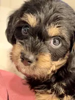 Rocky little man , a male Yorkipoo for sale in Celina, TX – 4 of 10