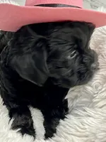 Ms. Sophie - love bug ❤️🐶❤️, a female Cavapoo for sale in Celina, TX – 5 of 9