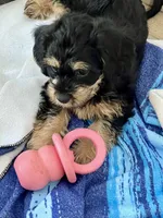 Zorro ❤️what a looker … a small and very handsome 🐶, a male Cavapoo for sale in Celina, TX – 4 of 10