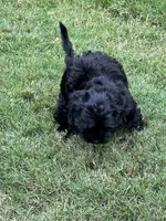 Sophia ❤️❤️❤️ , a female Cavapoo for sale in Celina, TX – 8 of 9