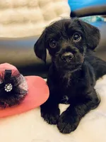 Bella Bear ❤️🐶❤️so special — small and sweet , a female Cavapoo for sale in Celina, TX – 4 of 9