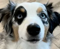 Tessa ❤️❤️❤️ AKC Champion - breeding rights  show quality, a female Australian Shepherd and Miniature Australian Shepherd for sale in Celina, TX – 8 of 8