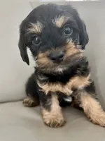 Rocky little man , a male Yorkipoo for sale in Celina, TX – 9 of 10