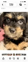 Rocky little man , a male Yorkipoo for sale in Celina, TX – 5 of 10