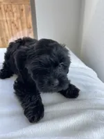 Ms. Sophie - love bug ❤️🐶❤️, a female Cavapoo for sale in Celina, TX – 4 of 9