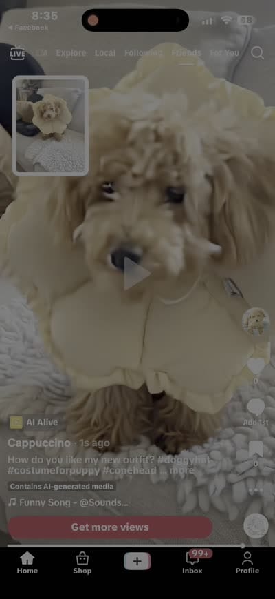 Cappuccino, a male Poodle - Miniature  for sale in Bloomsburg, PA – 2 of 10