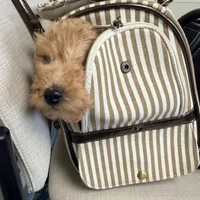 Cappuccino, a male Poodle - Miniature  for sale in Bloomsburg, PA – Photo 3 of 8