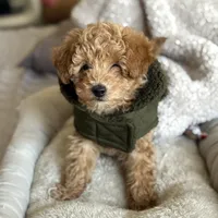 Cappuccino, a male Poodle - Miniature  for sale in Bloomsburg, PA – Photo 4 of 8