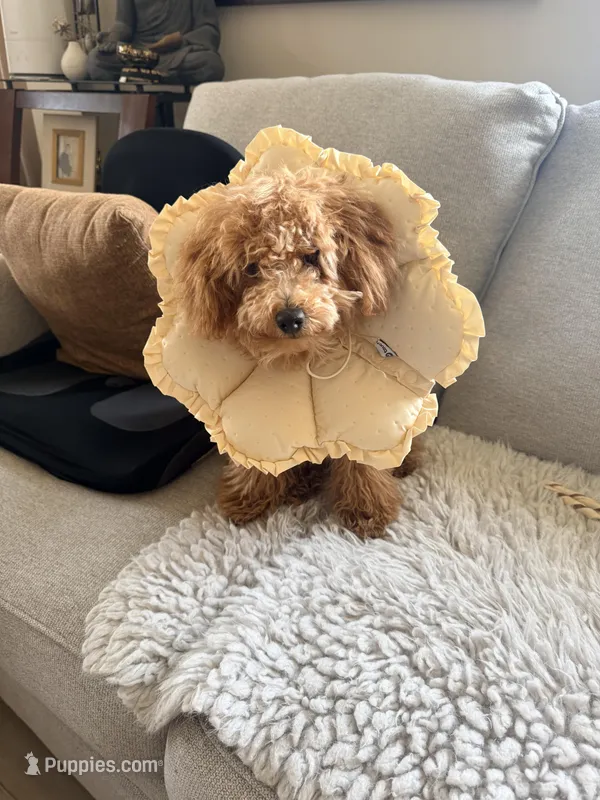 Cappuccino – Poodle - Miniature  puppy for sale in Bloomsburg, PA