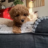 Cappuccino, a male Poodle - Miniature  for sale in Bloomsburg, PA – Photo 8 of 8