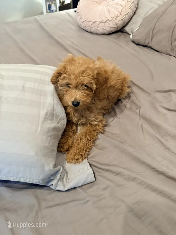 Cappuccino – Poodle - Miniature  puppy for sale in Bloomsburg, PA