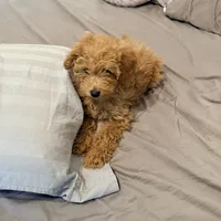 Cappuccino, a male Poodle - Miniature  for sale in Bloomsburg, PA – Photo 2 of 8