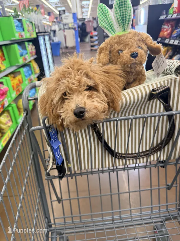 Cappuccino – Poodle - Miniature  puppy for sale in Bloomsburg, PA