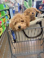 Cappuccino, a male Poodle - Miniature  for sale in Bloomsburg, PA – Photo 4 of 10