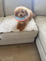 Cappuccino, a male Poodle - Miniature  for sale in Bloomsburg, PA – Photo 6 of 10