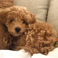 Cappuccino, a male Poodle - Miniature  for sale in Bloomsburg, PA – Photo 5 of 8