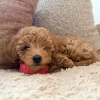 Cappuccino, a male Poodle - Miniature  for sale in Bloomsburg, PA – Photo 6 of 8
