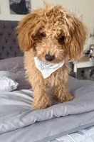 Cappuccino, a male Poodle - Miniature  for sale in Bloomsburg, PA – Photo 3 of 10