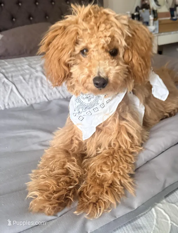 Cappuccino – Poodle - Miniature  puppy for sale in Bloomsburg, PA
