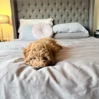 Cappuccino, a male Poodle - Miniature  for sale in Bloomsburg, PA – Photo 7 of 8