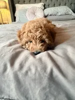 processed/6133d93a-75ca-47d0-bc60-e917fec8b8a7/listing/671d317a-e18f-4e3d-9fe5-f371ac541ba3/d7e9aa97-57dc-491d-8933-f2b069d89002