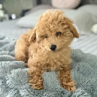 Cappuccino, a male Poodle - Miniature  for sale in Bloomsburg, PA – Photo 1 of 8