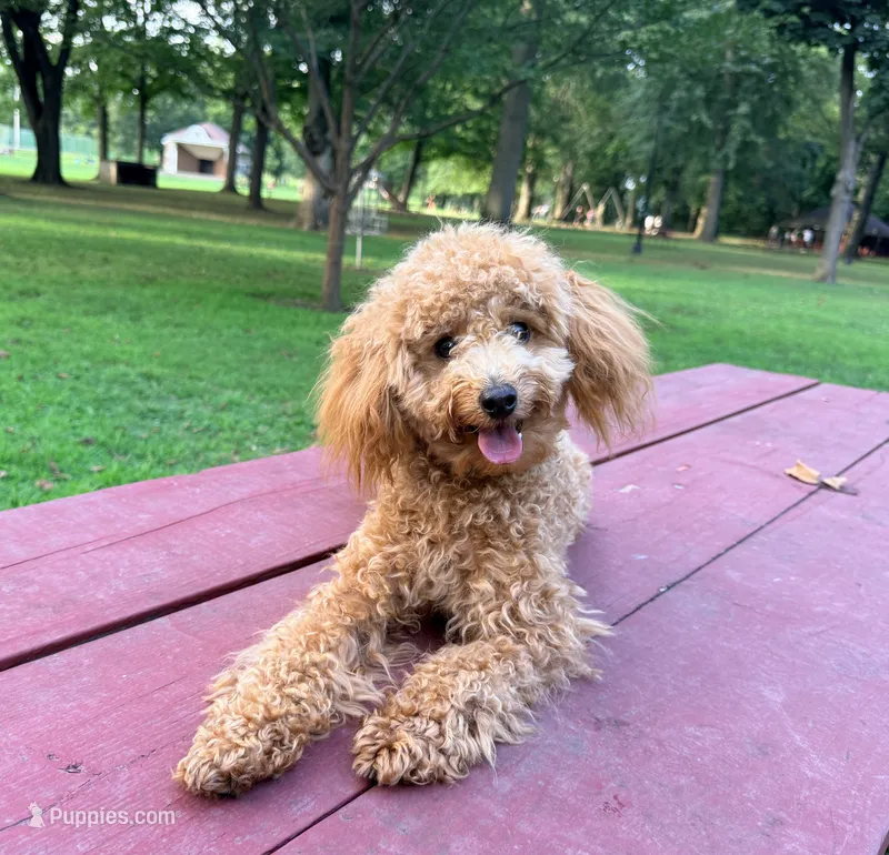 Cappuccino – Poodle - Miniature  puppy for sale in Bloomsburg, PA